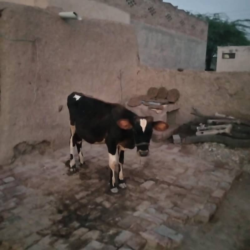 قصابی بچھڑا برائے فروخت 1