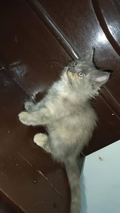 persian kitten age 2month vaccinated baby kitten for sale
