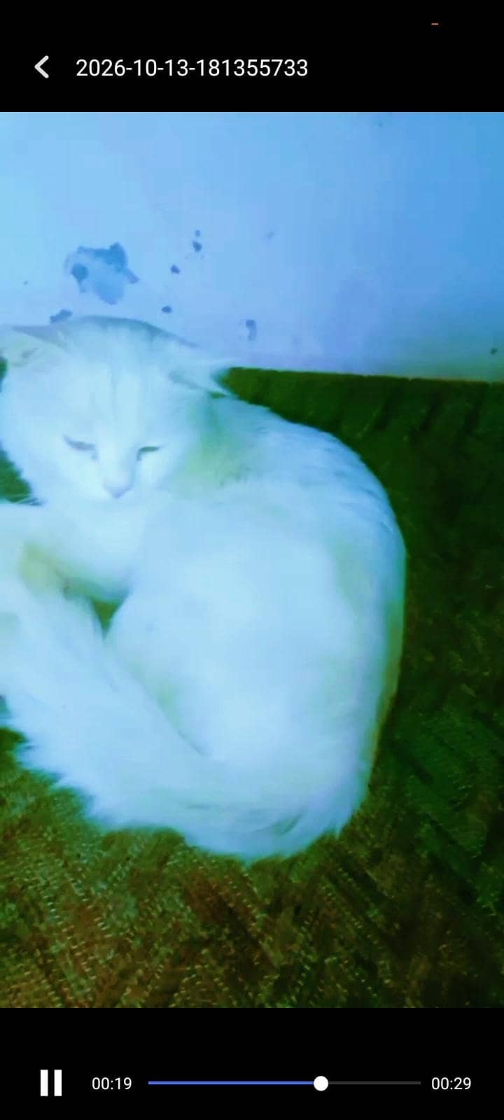 Persian cat 0