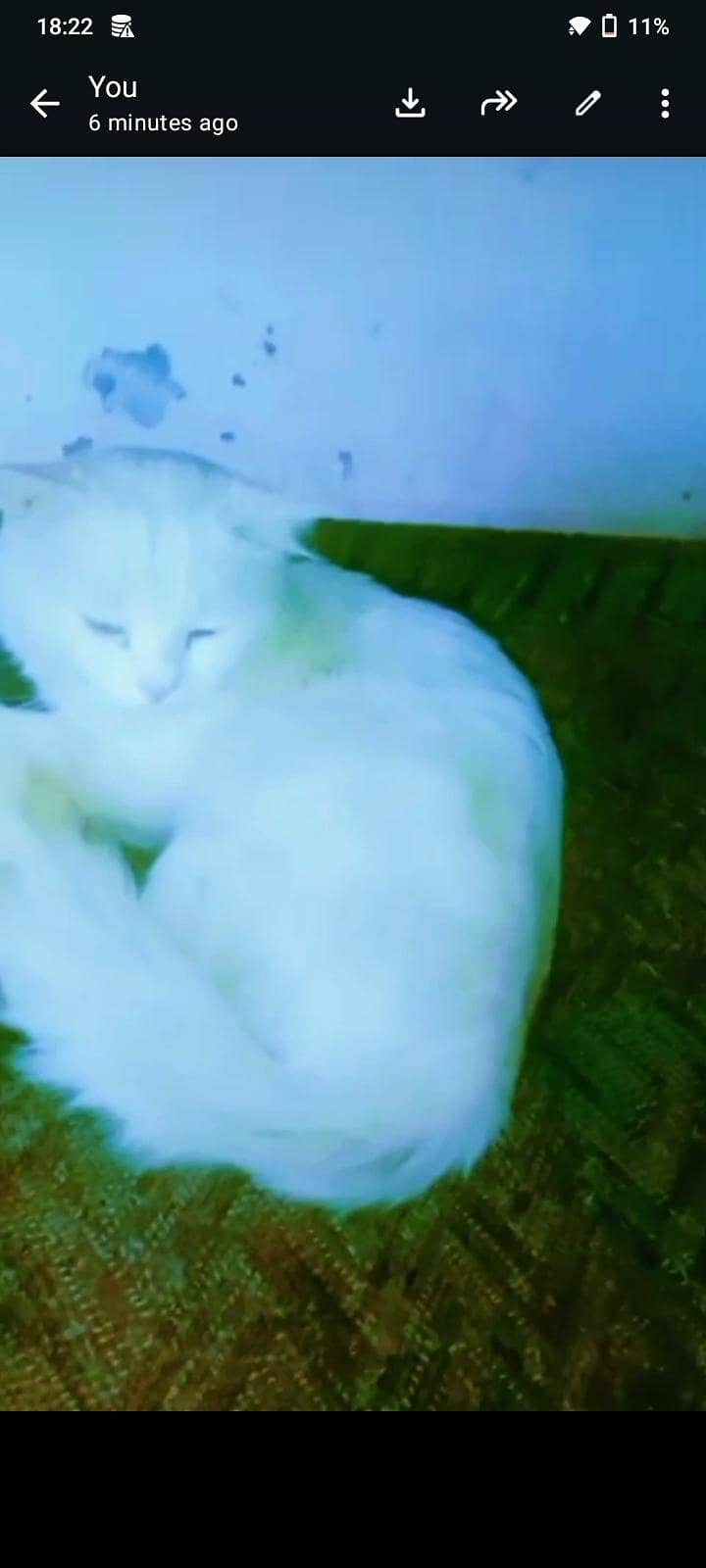 Persian cat 1
