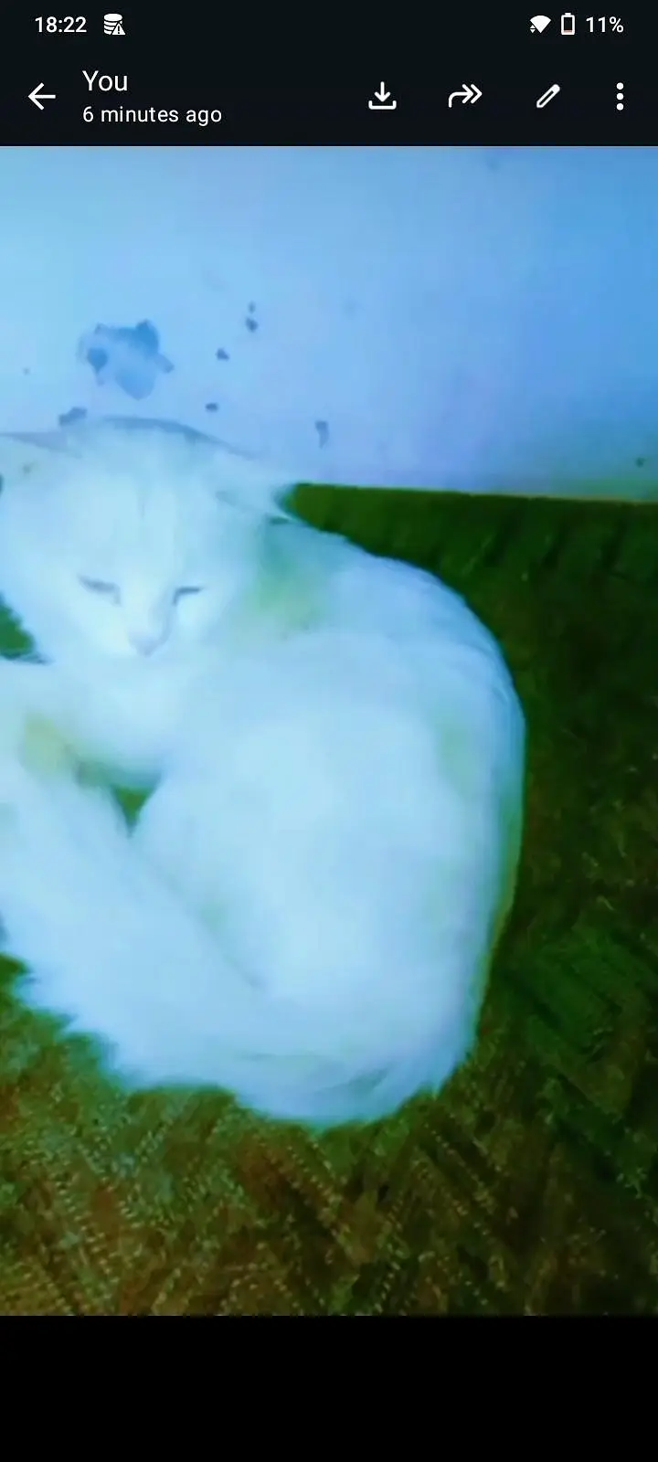 Persian cat — photo 2