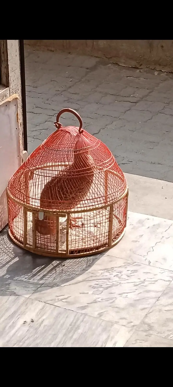 for sale dakhni nsr — photo 4