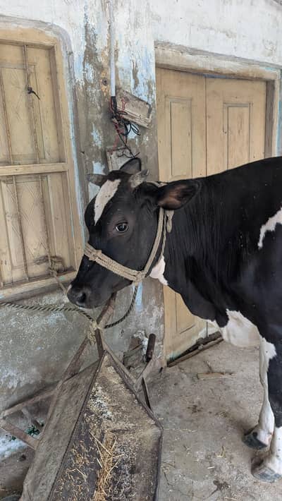 بچڑی 8 ماہ گھبن