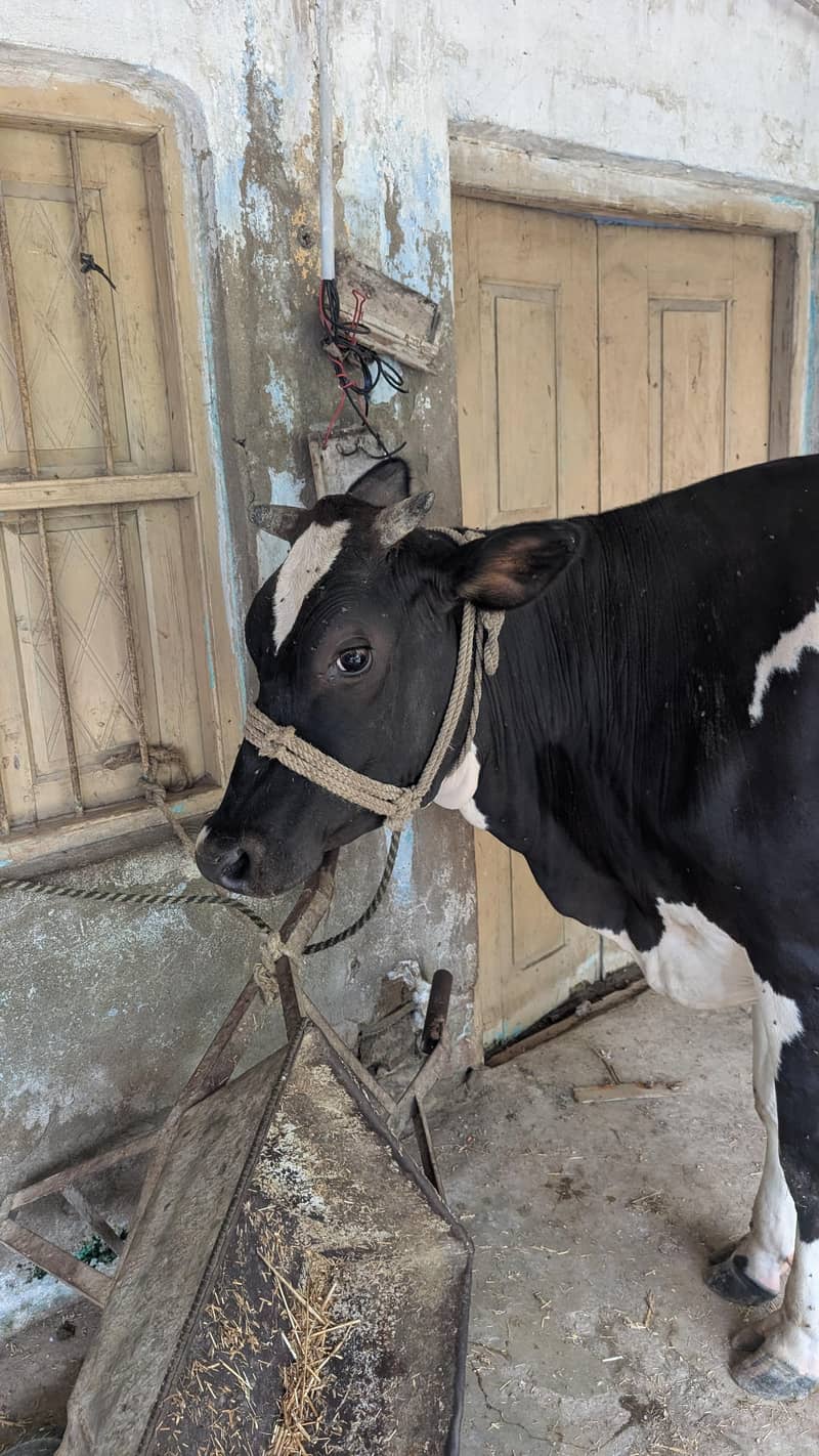 بچڑی 8 ماہ گھبن 0