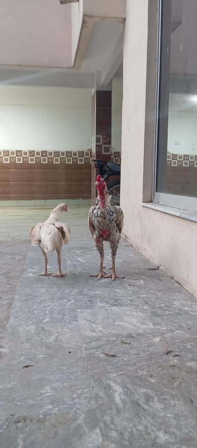 Aseel Shamu beautiful pair