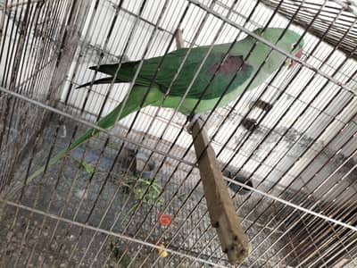 parrot