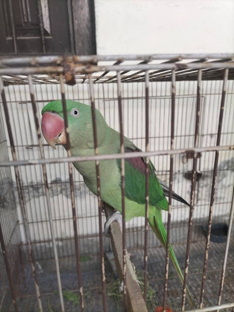 parrot 1
