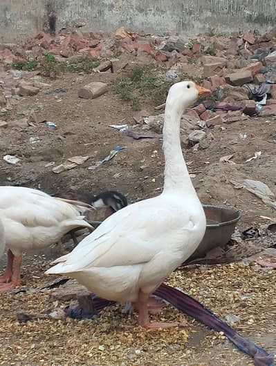 5 White Geese for Sale – Healthy Birds