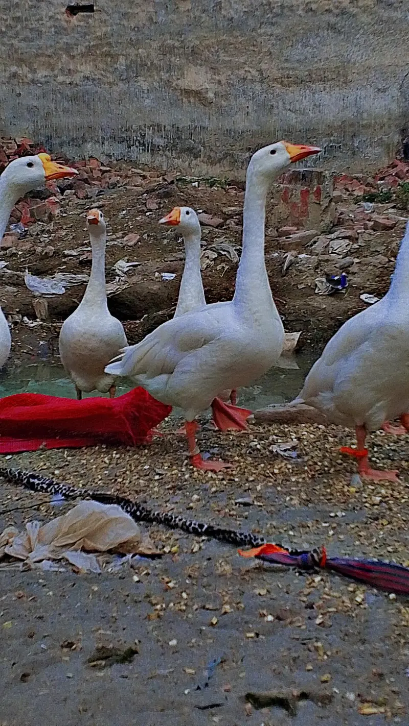 5 White Geese for Sale – Healthy Birds — photo 2