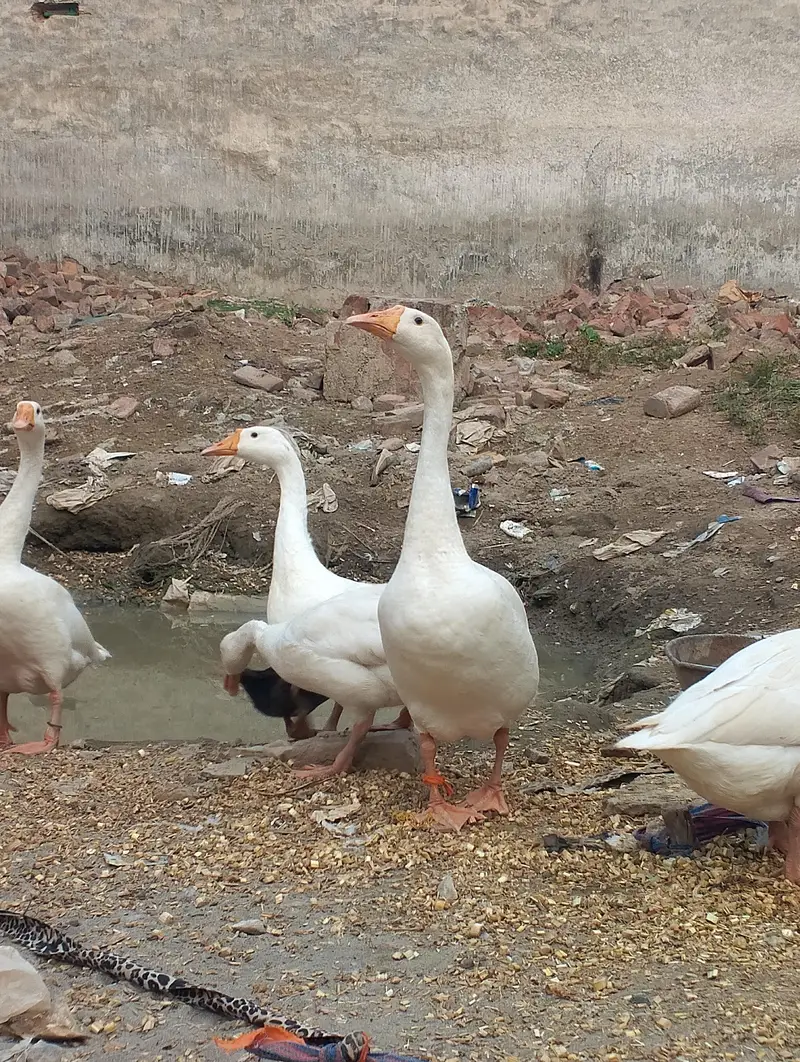 5 White Geese for Sale – Healthy Birds — photo 3
