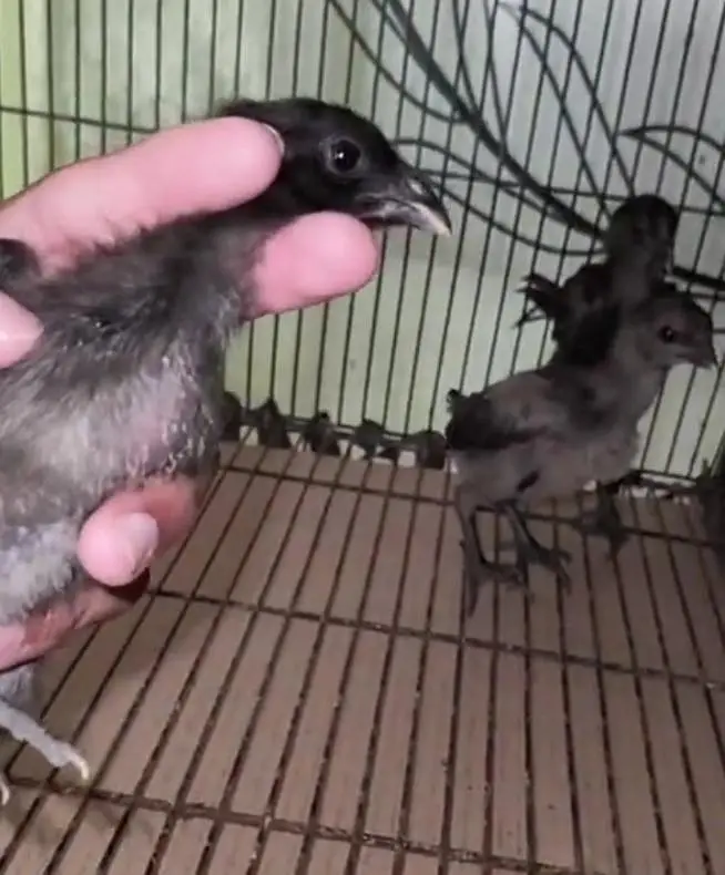 Pure Black Dragon Aseel | Healthy And Active | — photo 2