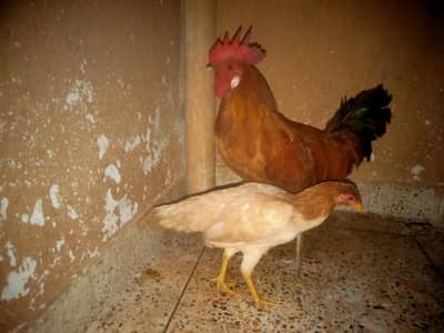 murga and murgi