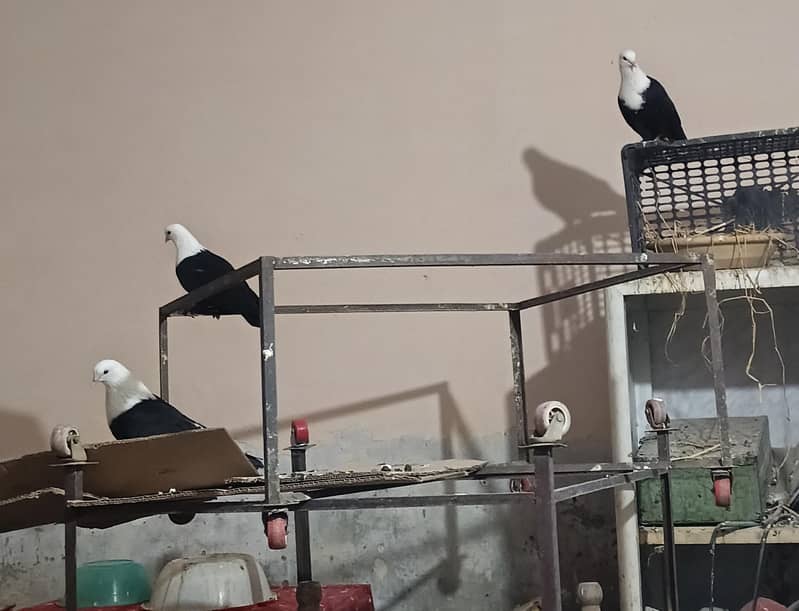 pegions setup 6