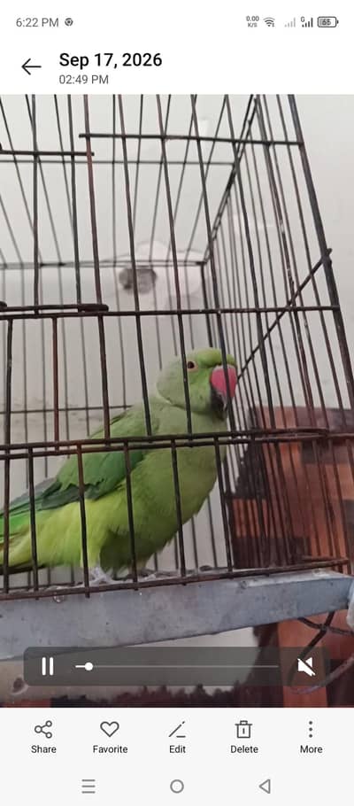 green parrot