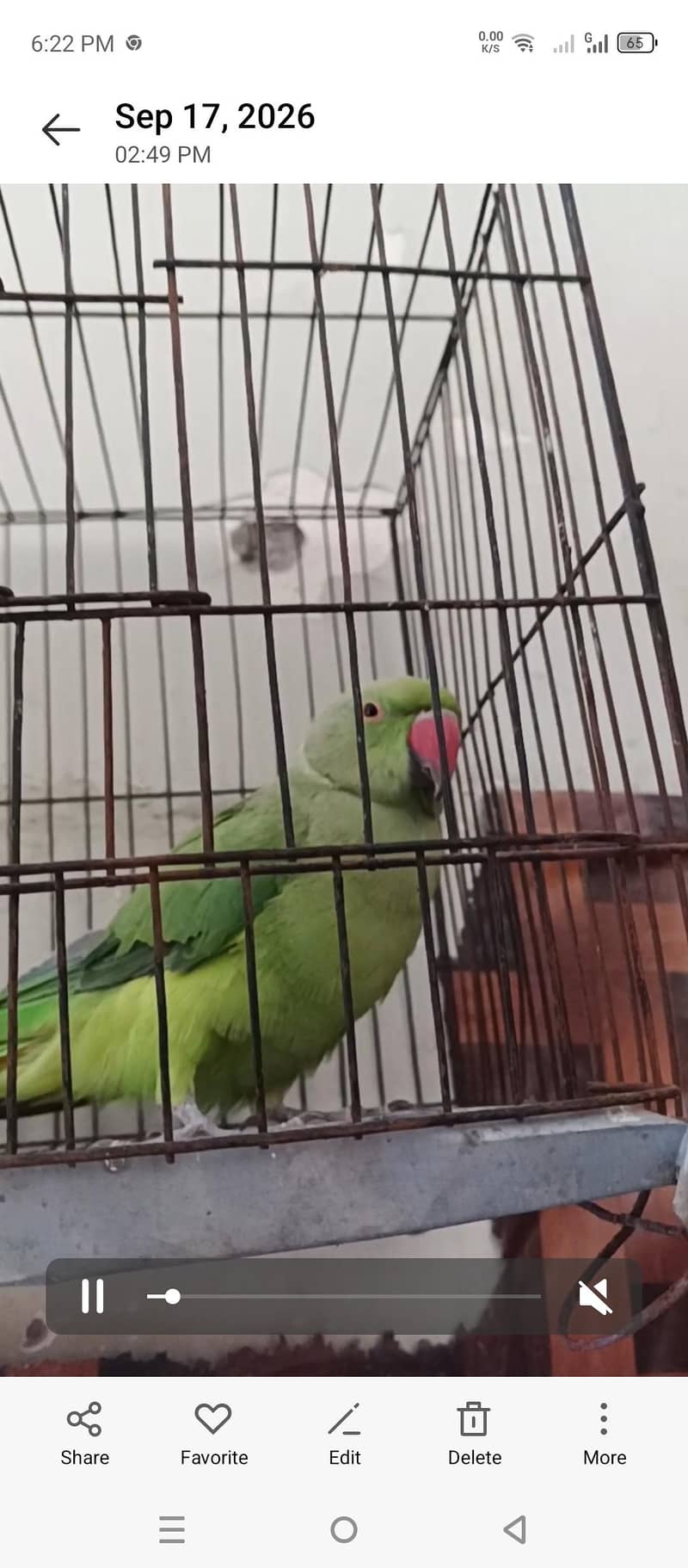 green parrot 0