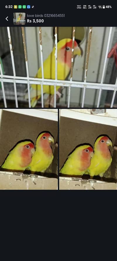 love birds 03216654551