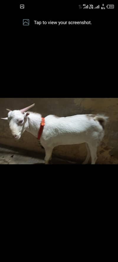 tedi nasal brider Bakra hai hai