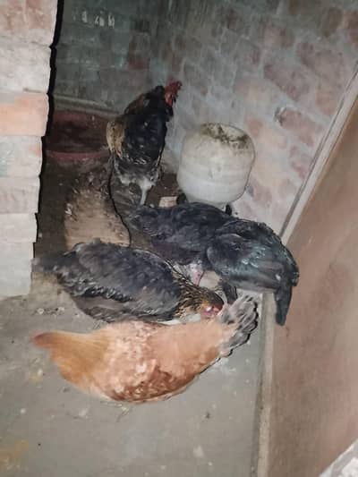 4 DESI MURGI, 1 seal murgi, 1 Desi murga