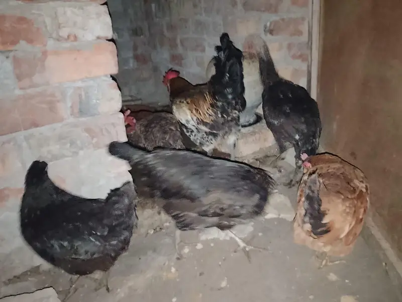 4 DESI MURGI, 1 seal murgi, 1 Desi murga — photo 2