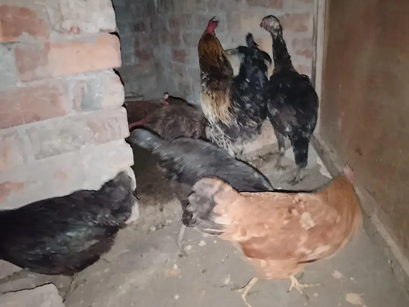 4 DESI MURGI, 1 seal murgi, 1 Desi murga — photo 3