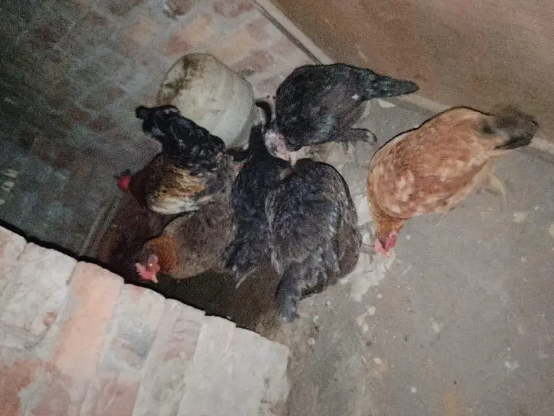 4 DESI MURGI, 1 seal murgi, 1 Desi murga — photo 4
