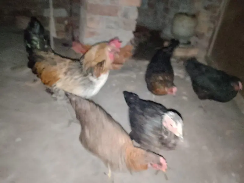 4 DESI MURGI, 1 seal murgi, 1 Desi murga — photo 5