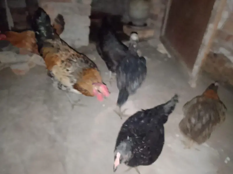 4 DESI MURGI, 1 seal murgi, 1 Desi murga — photo 6