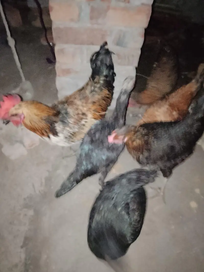 4 DESI MURGI, 1 seal murgi, 1 Desi murga — photo 7