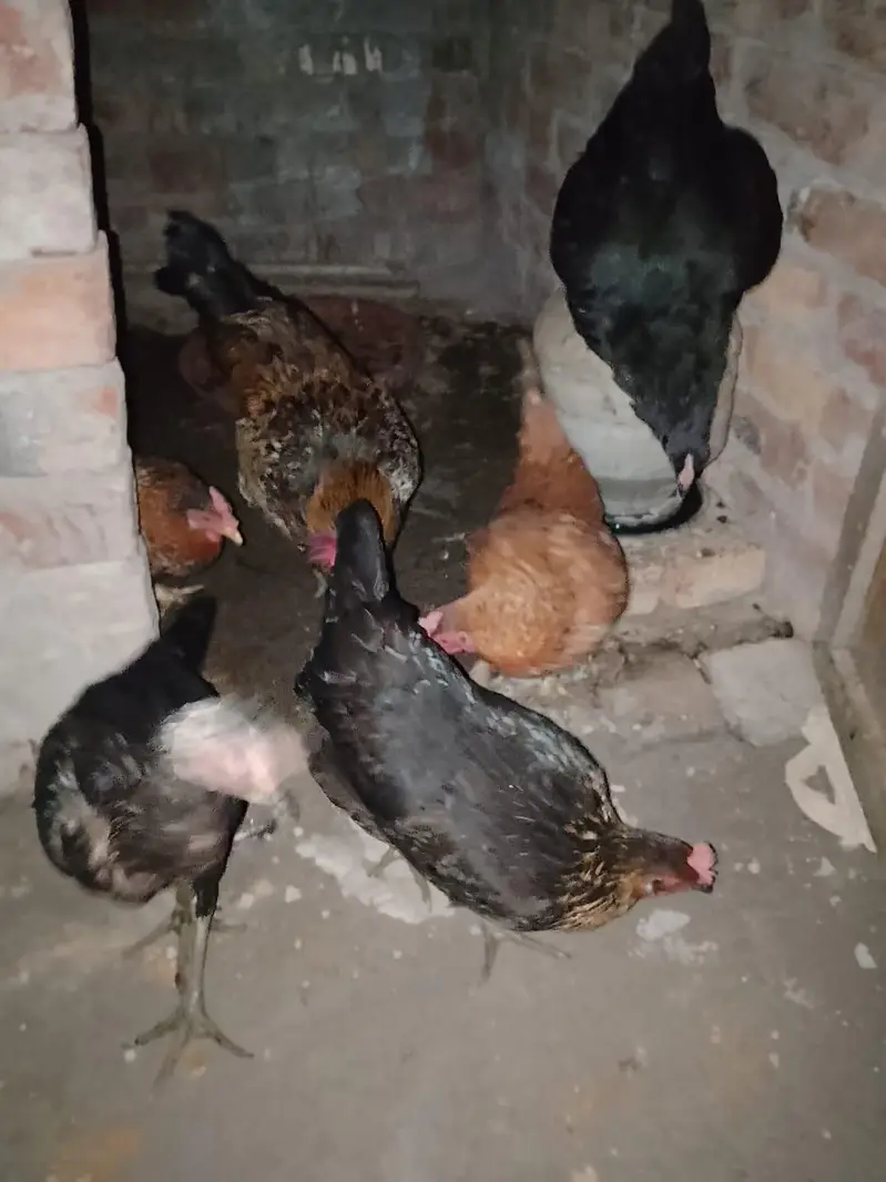 4 DESI MURGI, 1 seal murgi, 1 Desi murga — photo 8