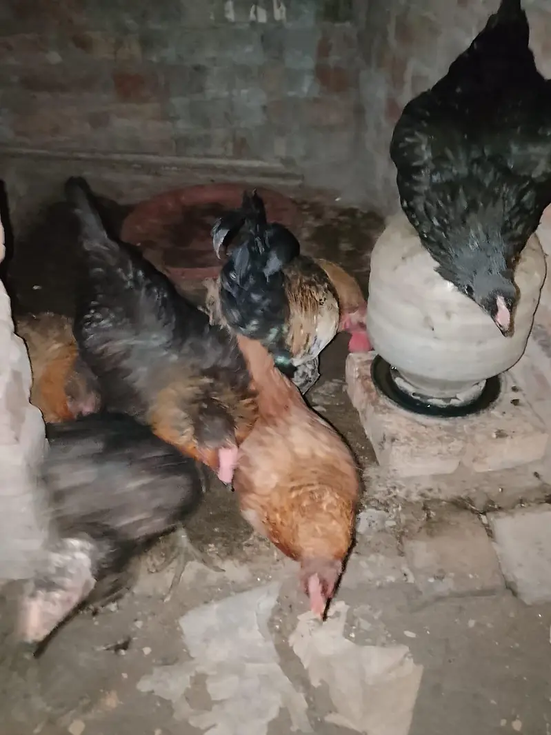 4 DESI MURGI, 1 seal murgi, 1 Desi murga — photo 9