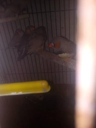 for sale