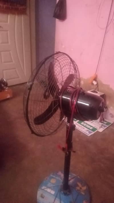 betry wala fans