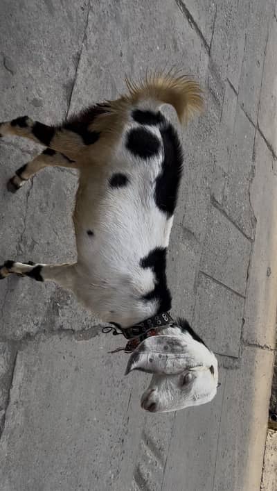 Gabban bakri hai 03028920614