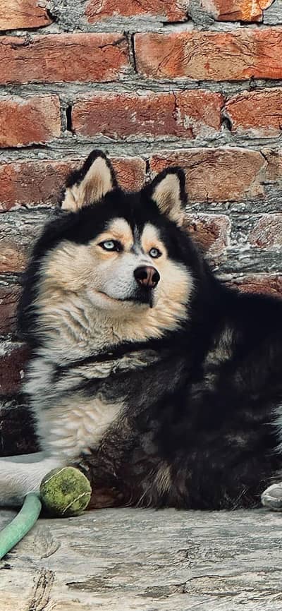 blue eyes top quality Siberian husky
