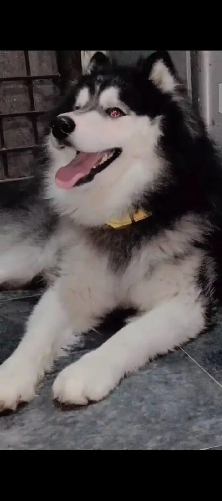 blue eyes top quality Siberian husky — photo 2