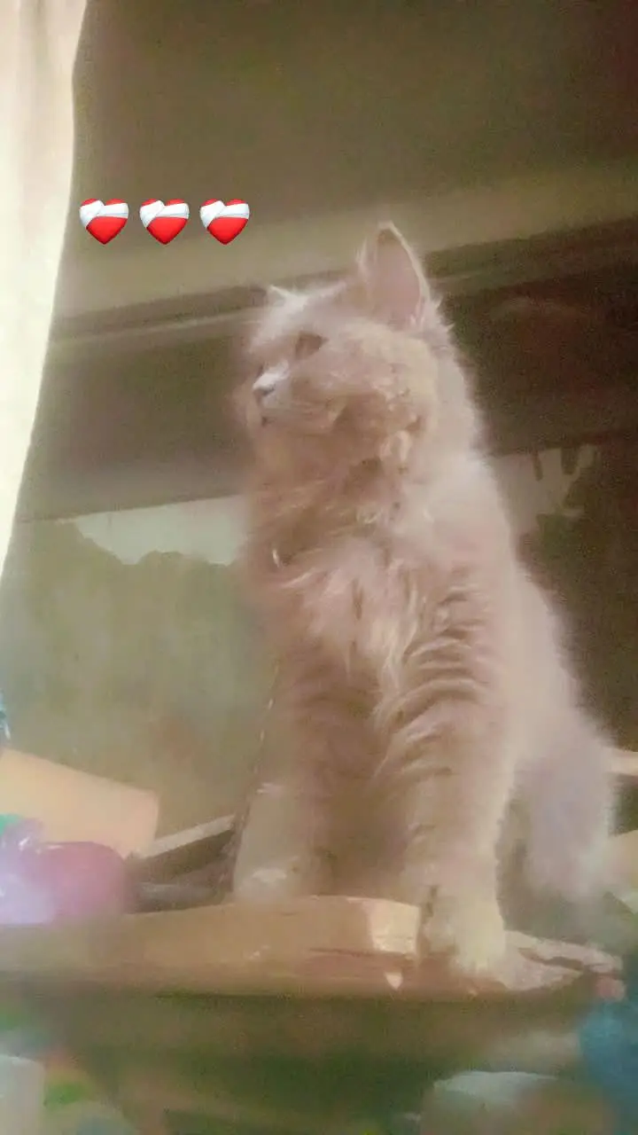 bout cute ha acttive ha full — photo 2