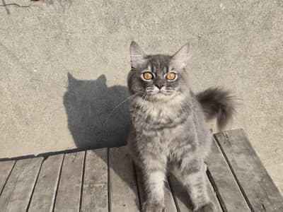Male Cat for Sale – 6 Months Old | Healthy & Active