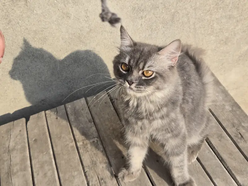 Male Cat for Sale – 6 Months Old | Healthy & Active — photo 2