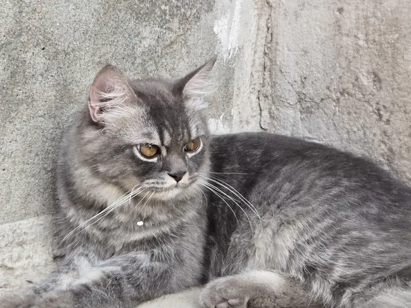 Male Cat for Sale – 6 Months Old | Healthy & Active — photo 3