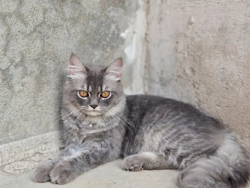 Male Cat for Sale – 6 Months Old | Healthy & Active — photo 4
