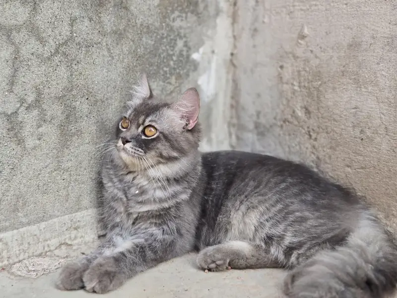 Male Cat for Sale – 6 Months Old | Healthy & Active — photo 5