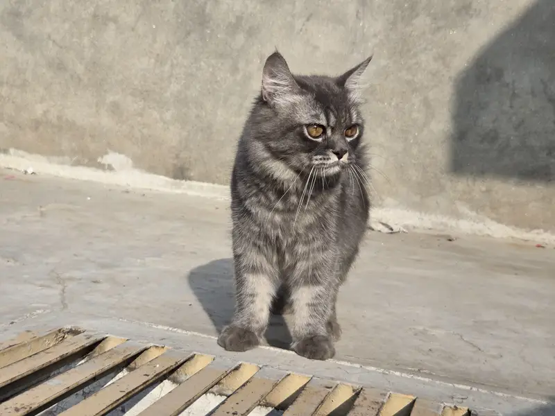 Male Cat for Sale – 6 Months Old | Healthy & Active — photo 6