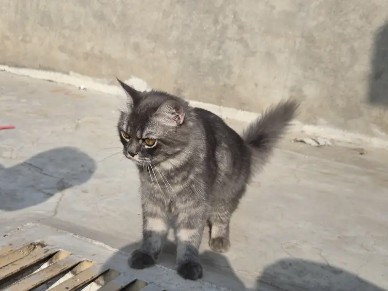 Male Cat for Sale – 6 Months Old | Healthy & Active — photo 7