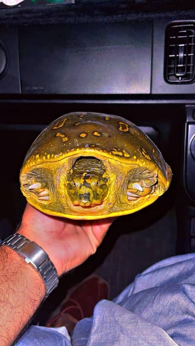 Adult Indian Flap Shell Turtle