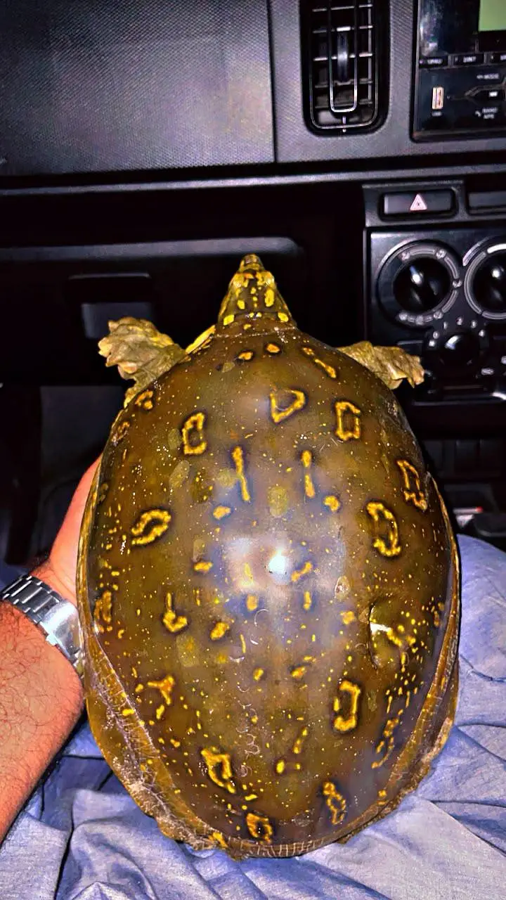 Adult Indian Flap Shell Turtle — photo 2