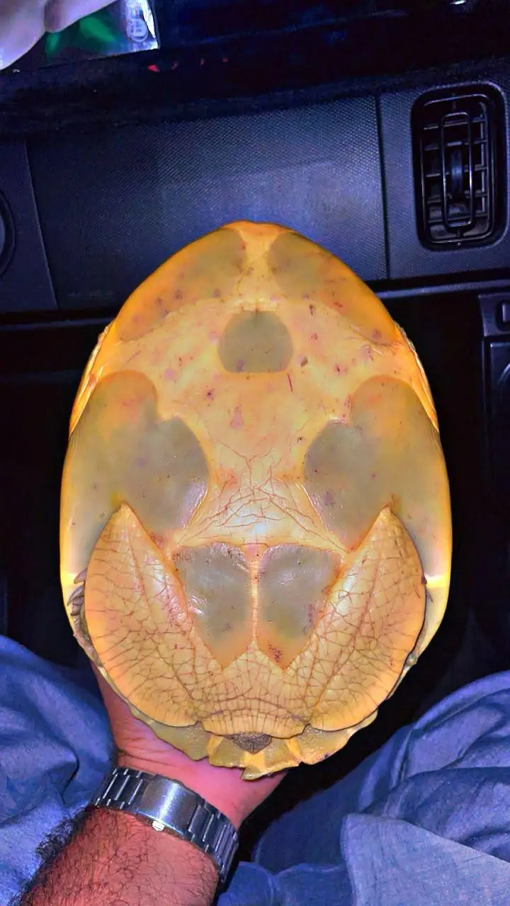 Adult Indian Flap Shell Turtle — photo 3