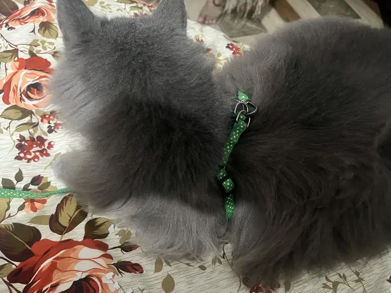 British long hair — photo 3