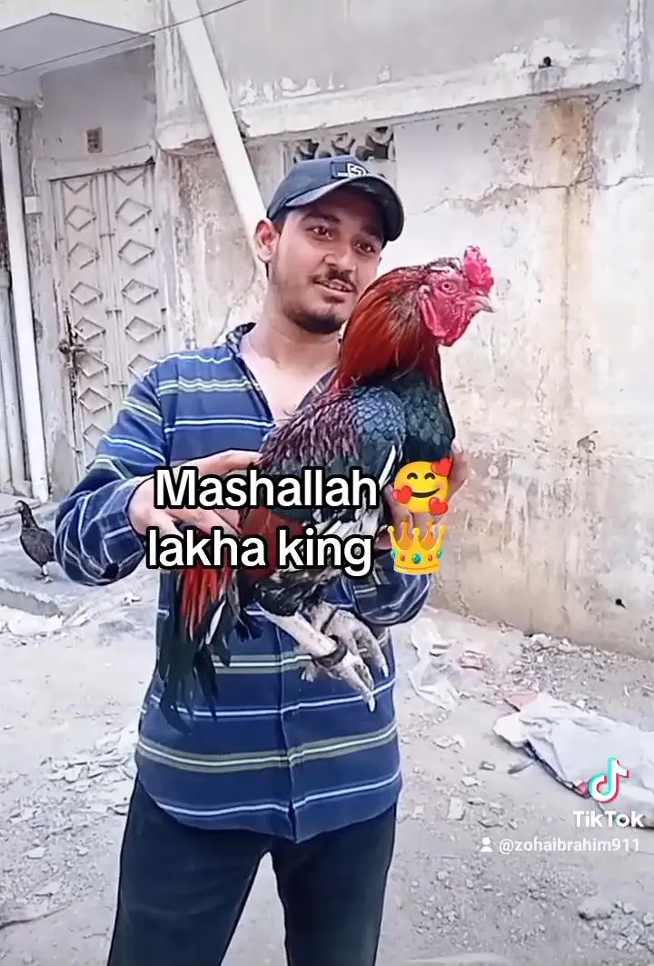 pure mainwali aseel phatta last main father pic ha — photo 3