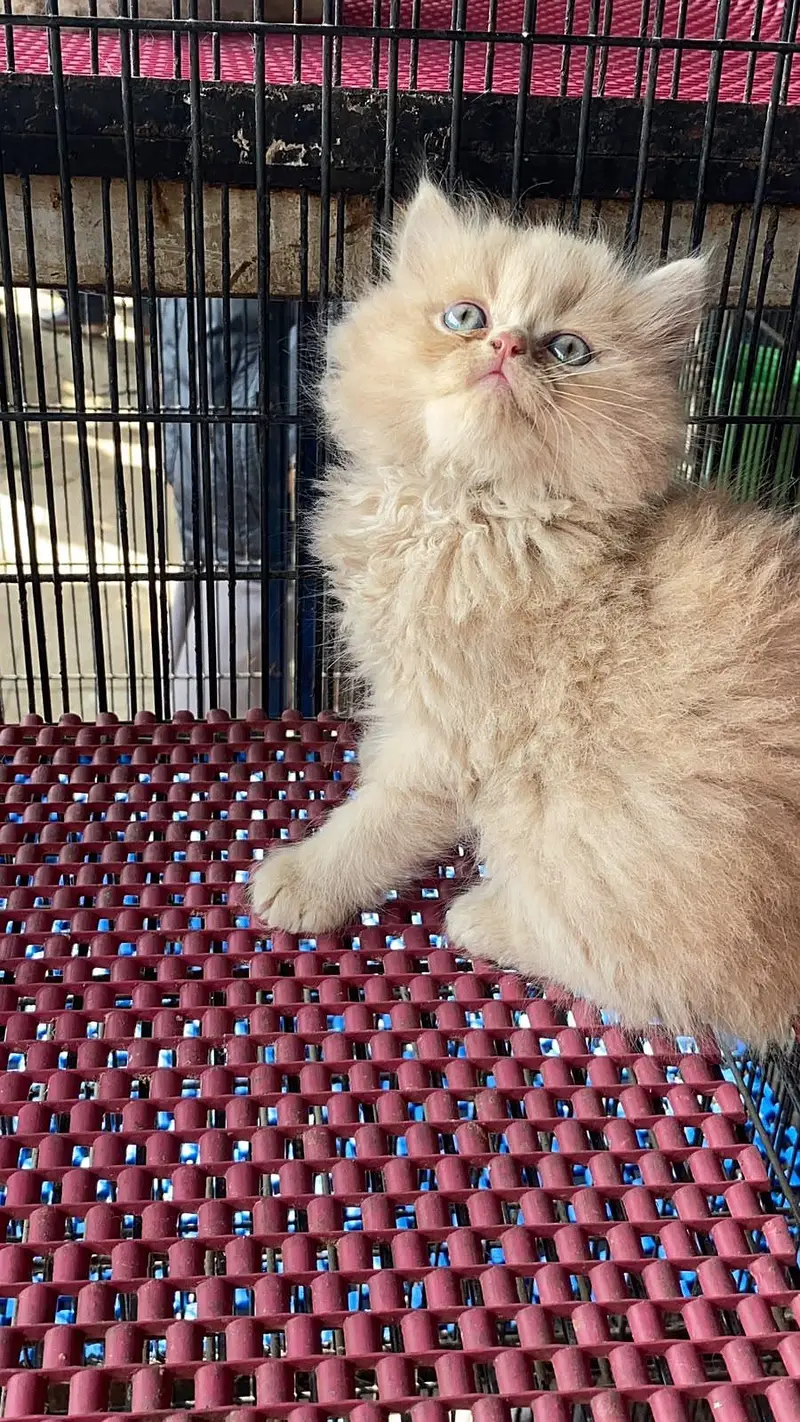 Persian triple coted kitten — photo 4