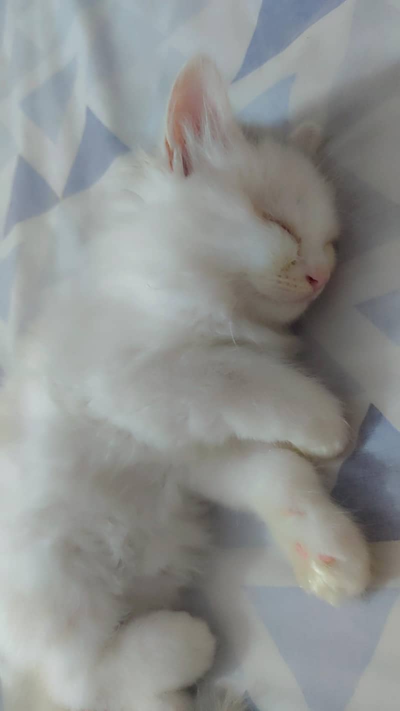 Siberian cat 1